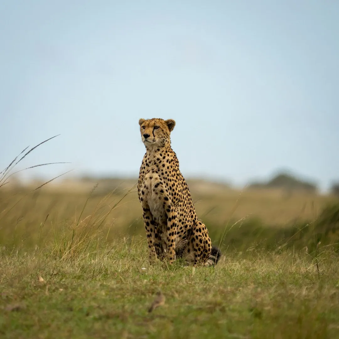 Cheetahs: The Daytime Exception (Image Credits: Unsplash)