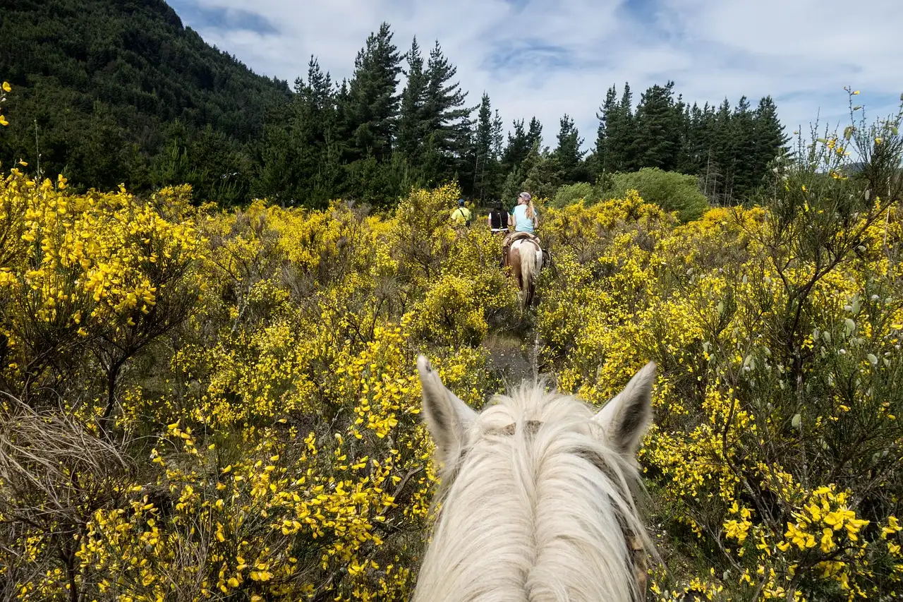 Trail Etiquette That Protects the Pace (Image Credits: Pixabay)