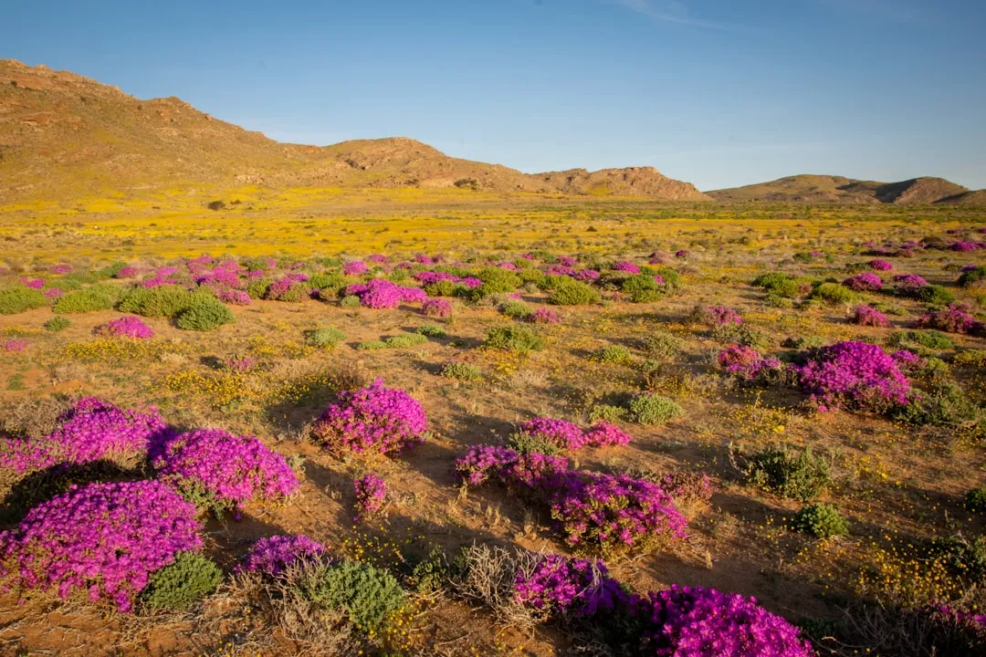 What a Super Bloom Actually Is (Image Credits: Unsplash)