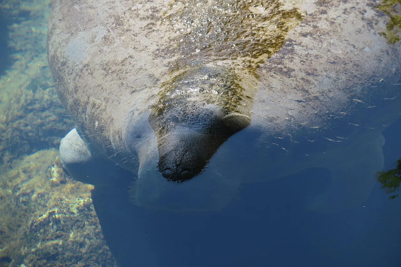 Florida Tourism Numbers Tell the Real Story (Image Credits: Pixabay)