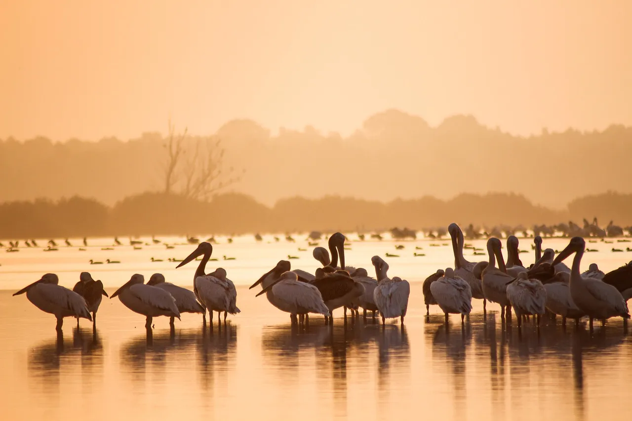 How These Lodges Give Back to Local Communities (Image Credits: Pixabay)