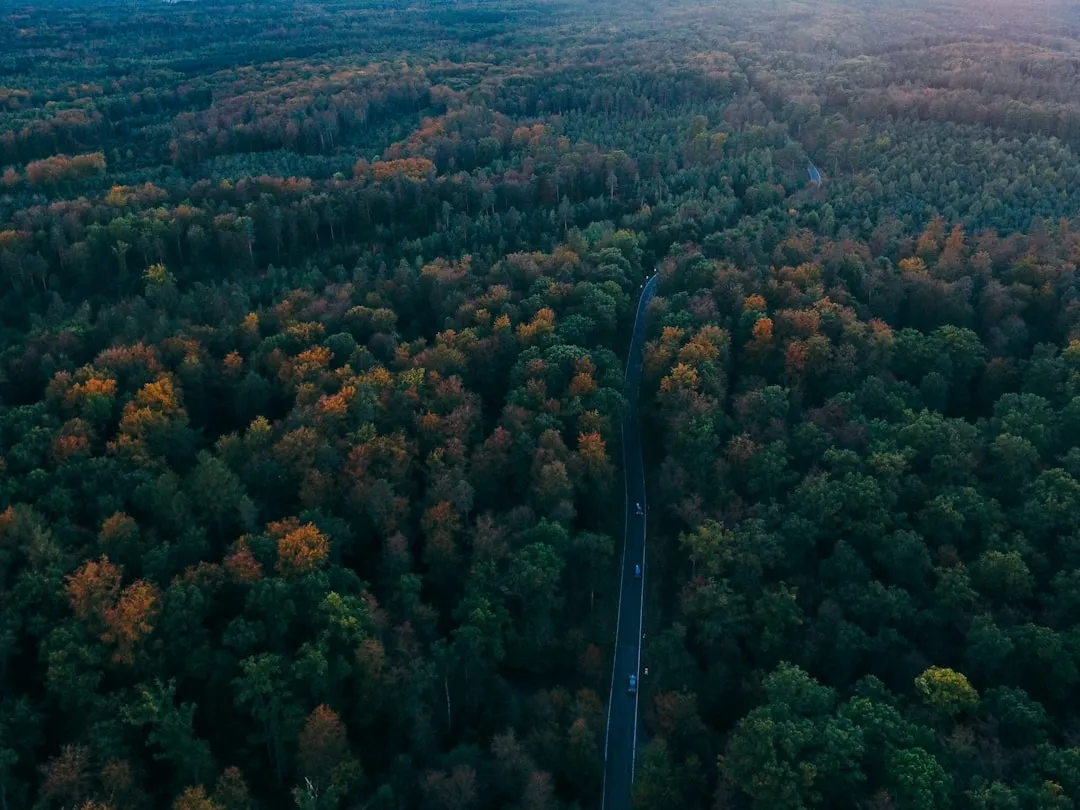 Baden-Baden: Slow Food in the Shadow of the Black Forest (Image Credits: Unsplash)