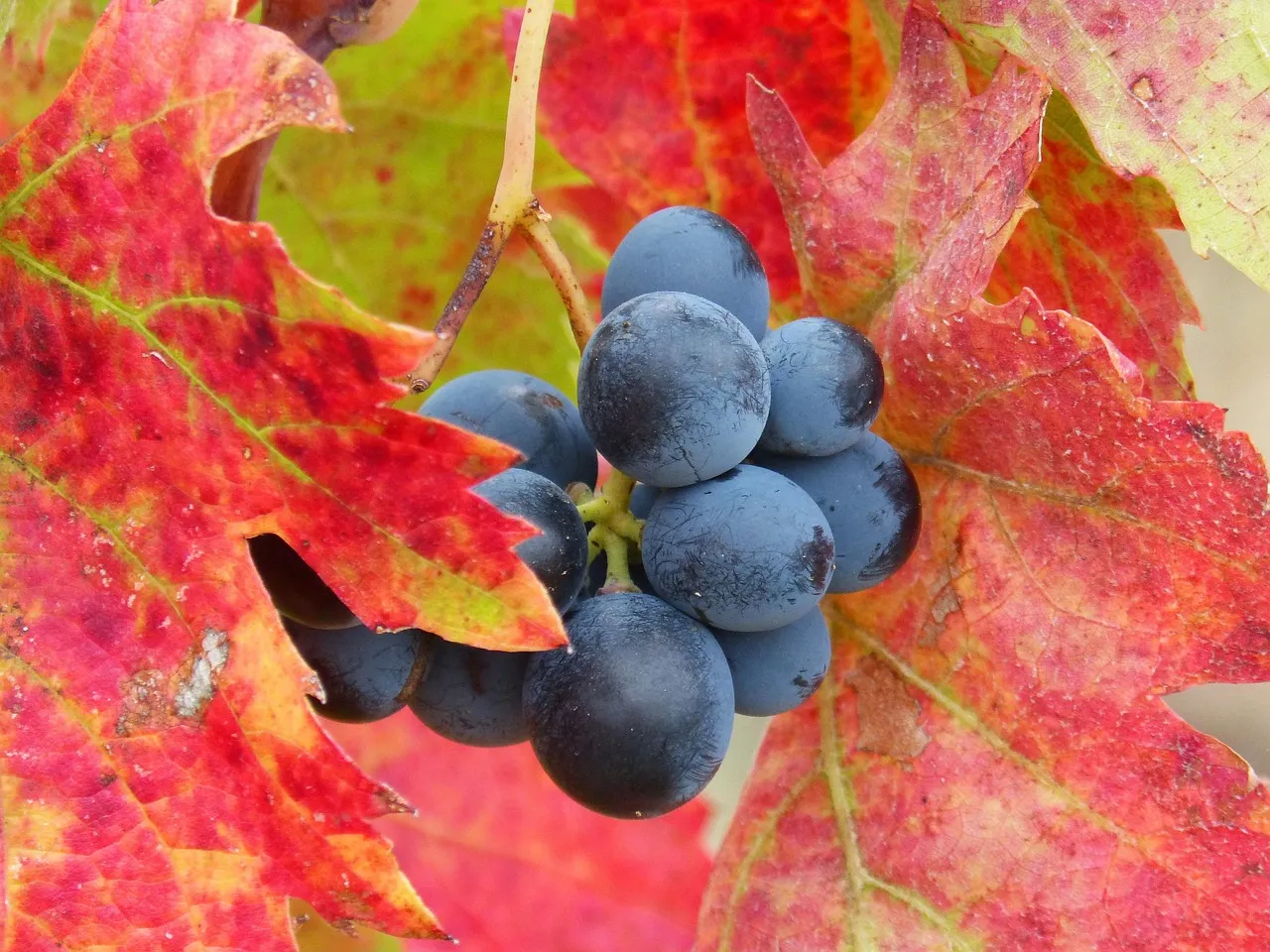 Why the Napa Comparison Actually Holds Up (Image Credits: Pixabay)