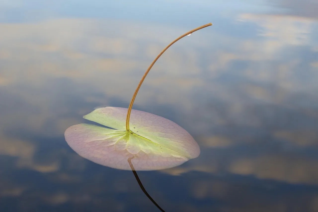 The Boundary Waters: A Wilderness-Scale Filter for Pristine Lakes (Image Credits: Pixabay)