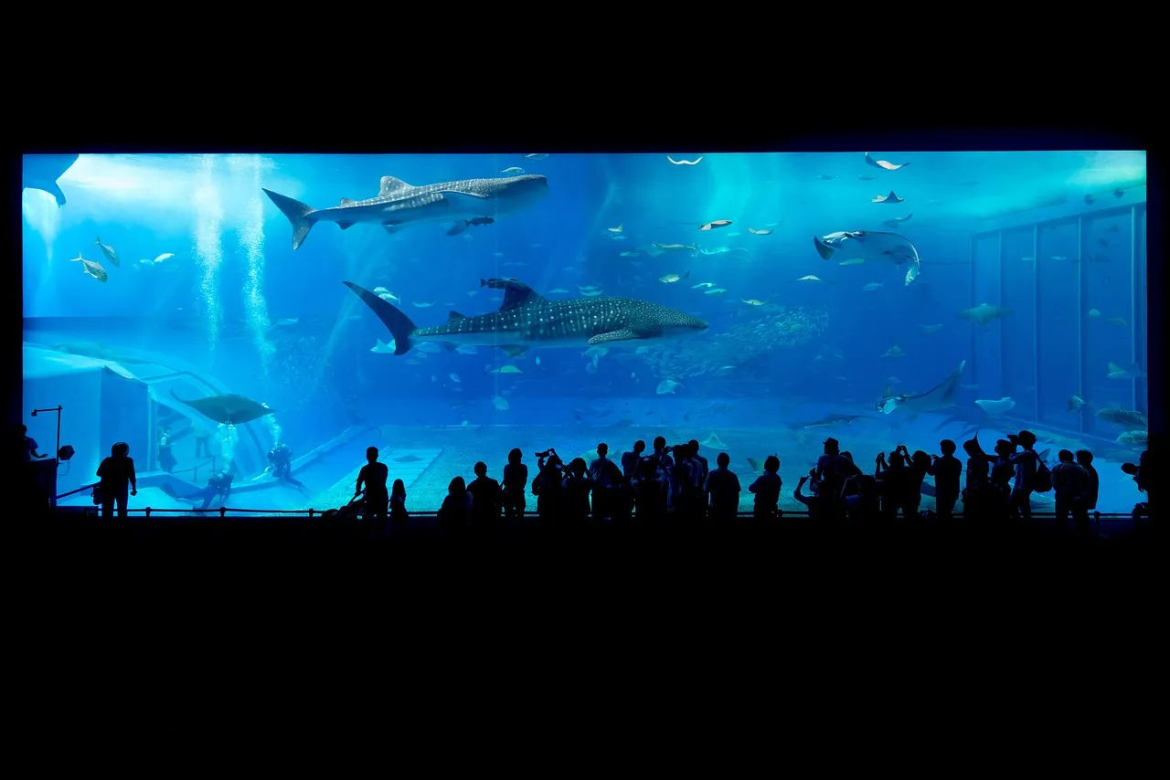 Midweek Is the Consistent Winner Across Most Aquariums (Image Credits: Pixabay)