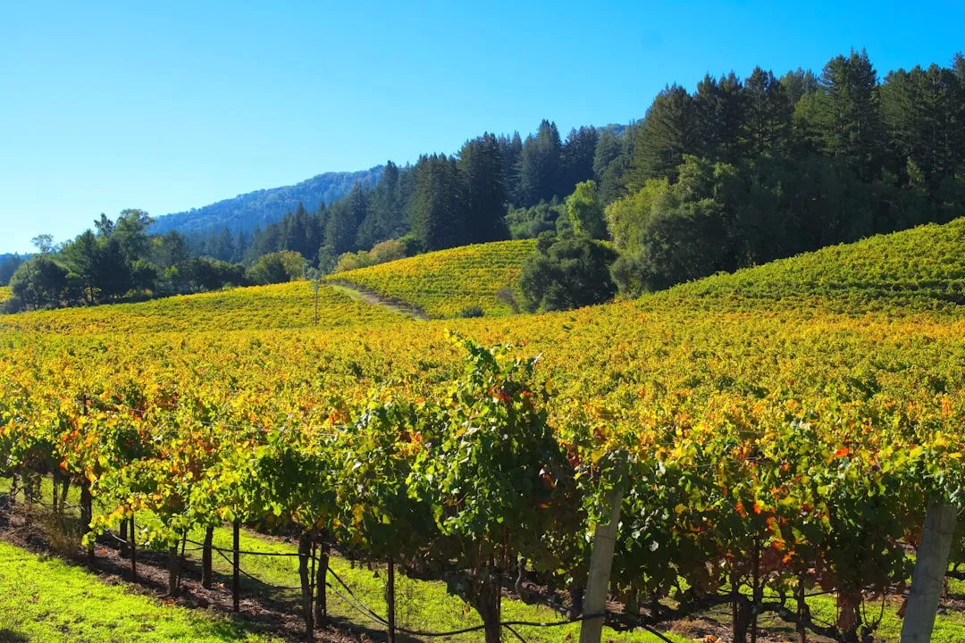 Community and Economic Ripple Effects in Rural Towns (Image Credits: Unsplash)