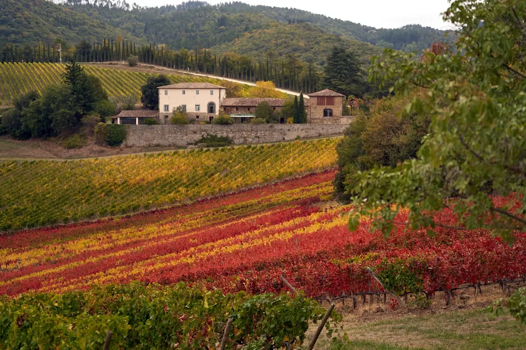 Tuscany's September Rhythm Is Unmatched (Image Credits: Unsplash)