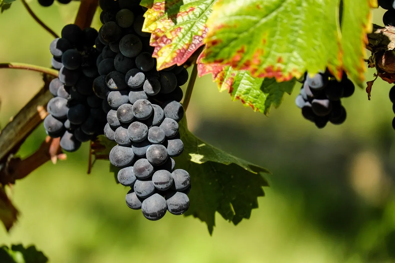 Old Vines That Carry Living History (Image Credits: Pixabay)