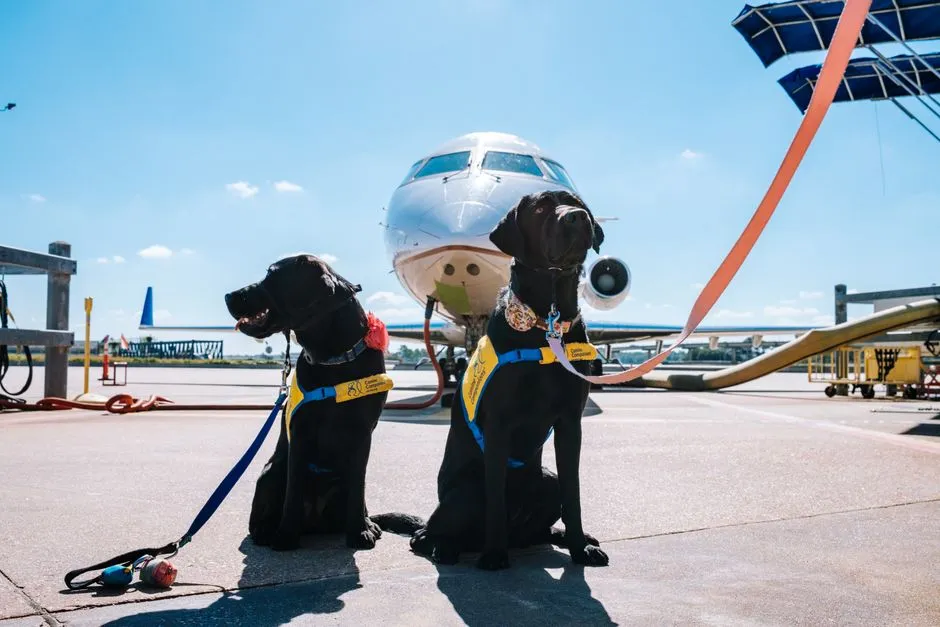 How Many Pets Are Allowed Per Flight (Image Credits: Pexels)