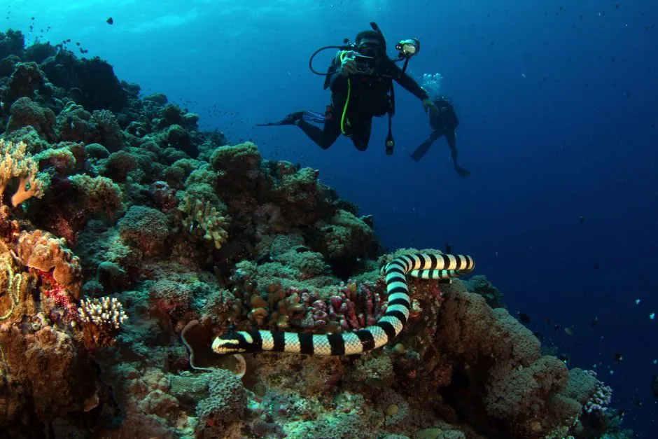 Diving Deeper: The Boneyard Offshore (Image Credits: Pexels)