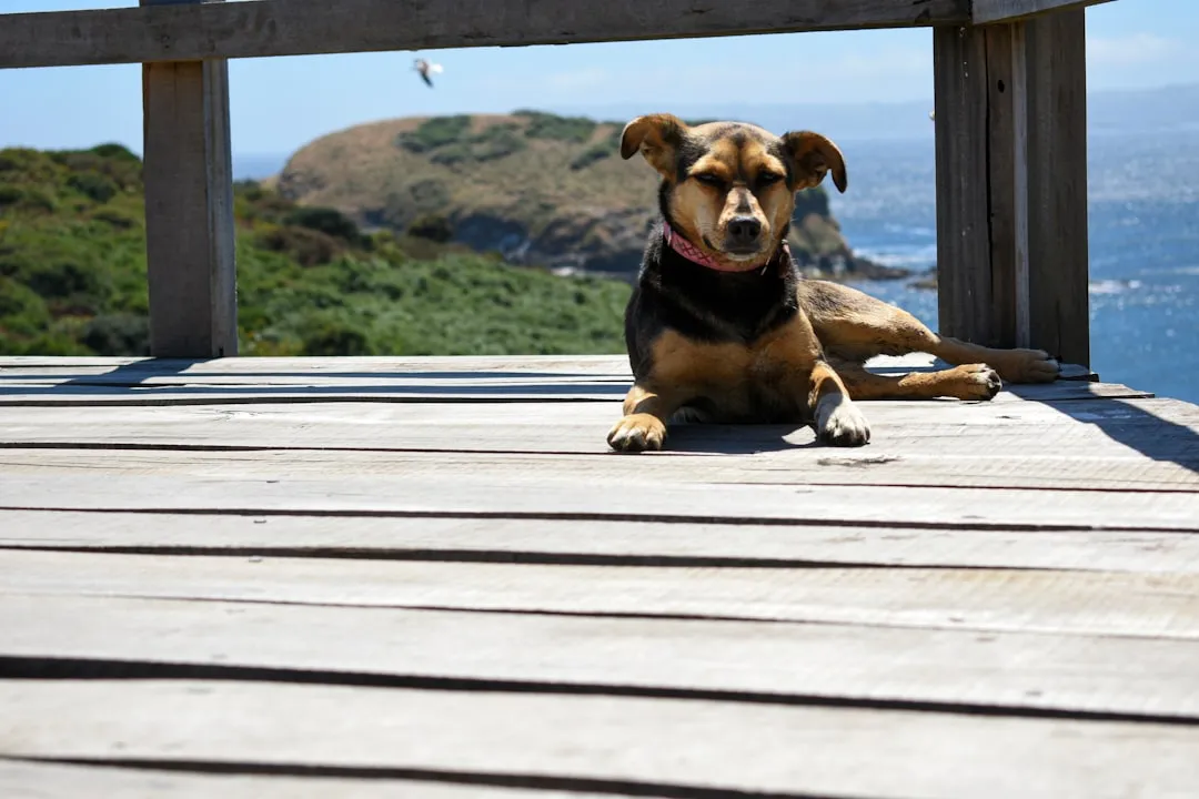 Pet-Friendly Policies: A Strategic Amenity with Real Revenue Data (Image Credits: Unsplash)