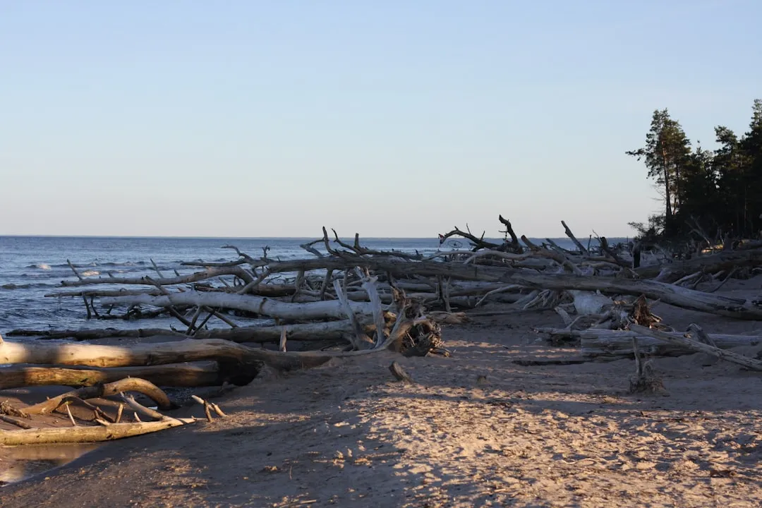 Climate Change and the Changing Smell of the Sea (Image Credits: Unsplash)