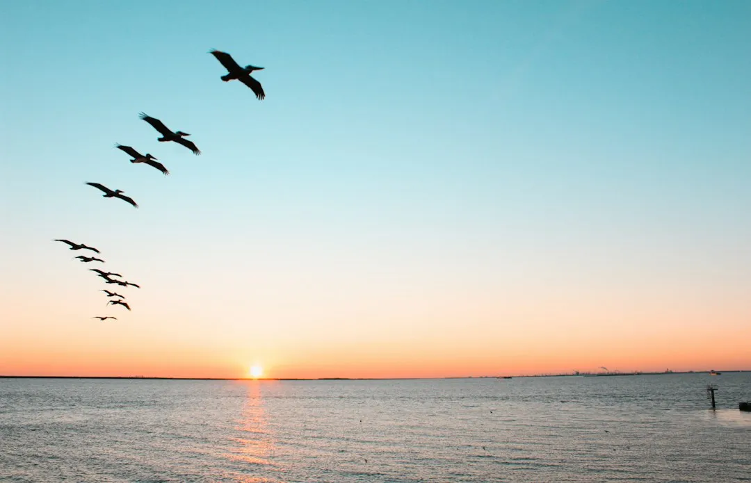 How Species Type Changes the Ideal Hour (Image Credits: Unsplash)