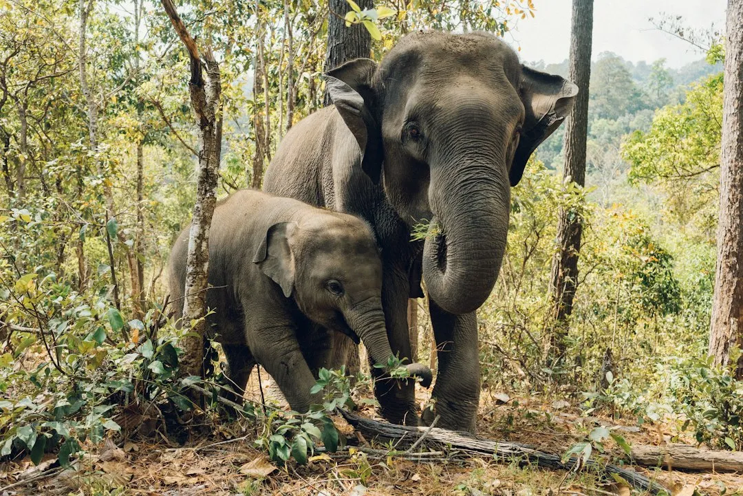 Spending Time at an Ethical Elephant Sanctuary (Image Credits: Unsplash)