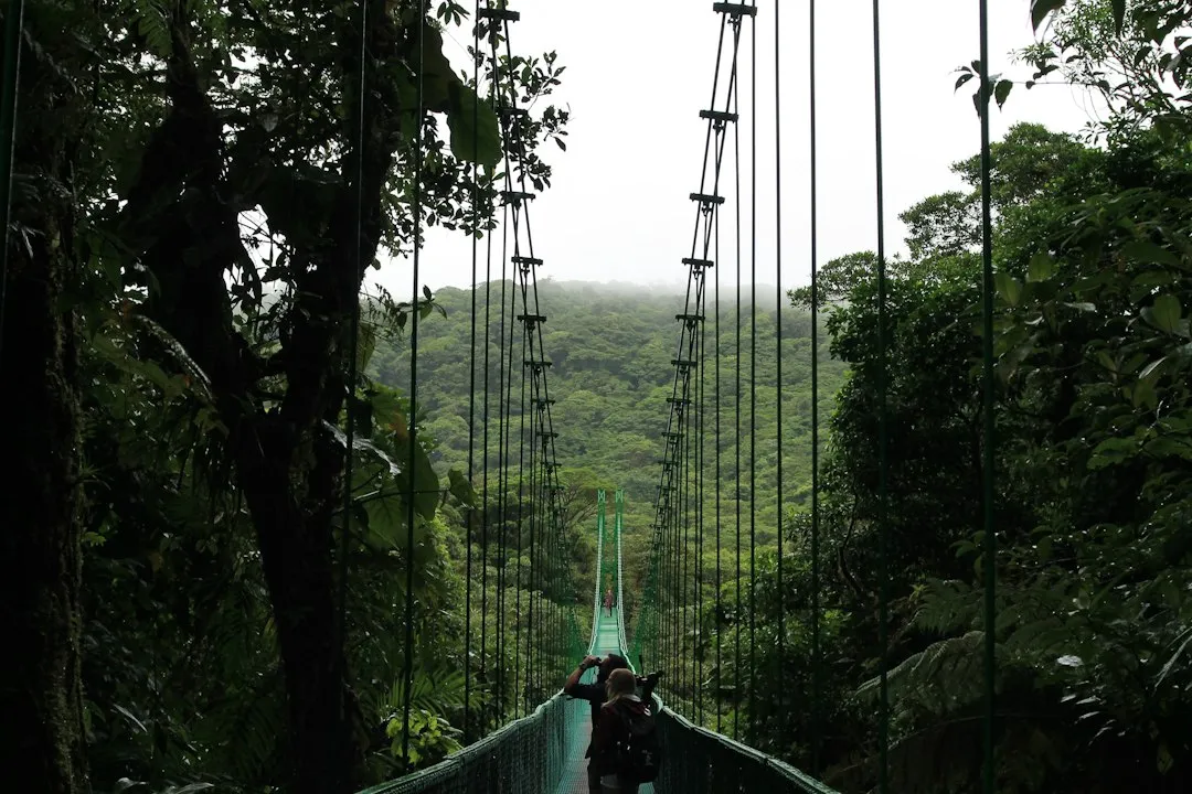 Soaring Through the Monteverde Cloud Forest Canopy (Image Credits: Unsplash)