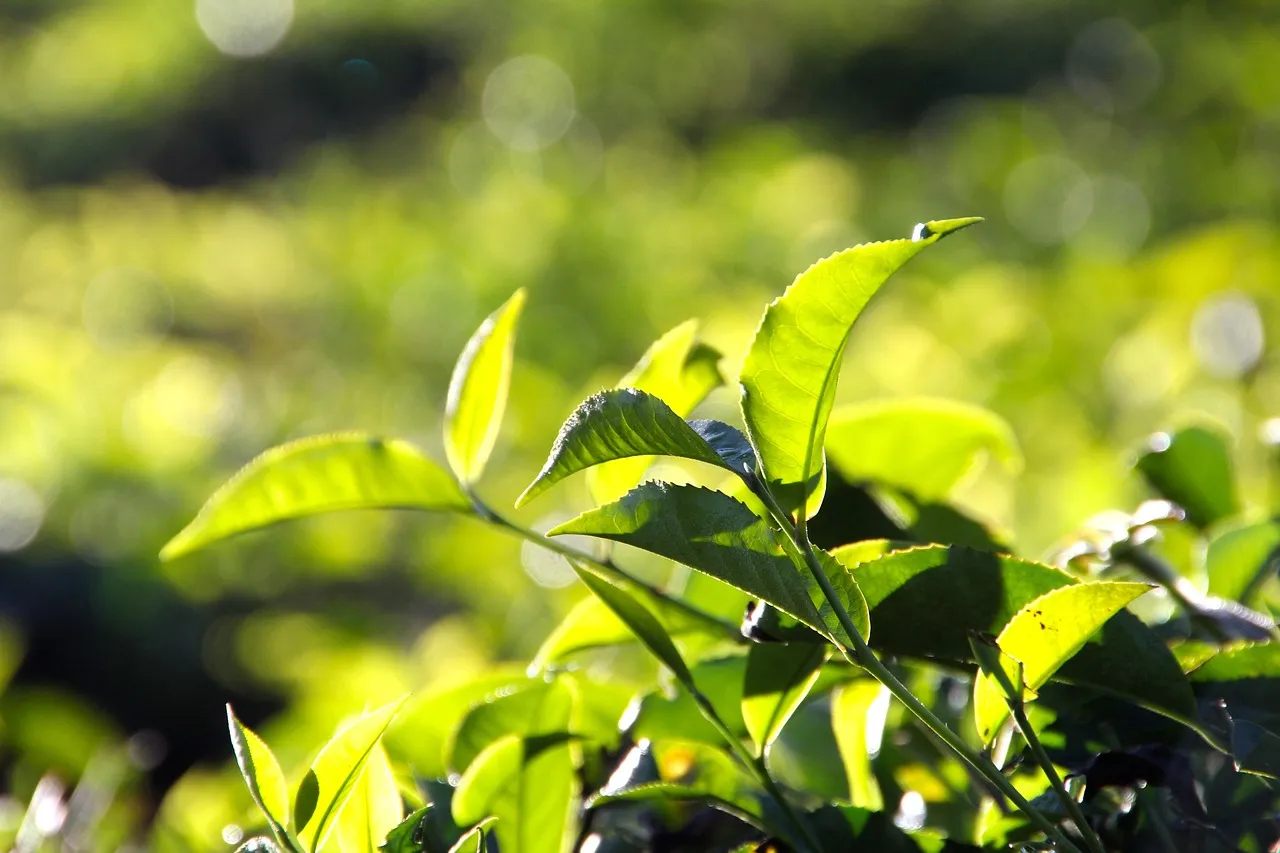 The BOH Tea Plantation: A Living Piece of History (Image Credits: Pixabay)