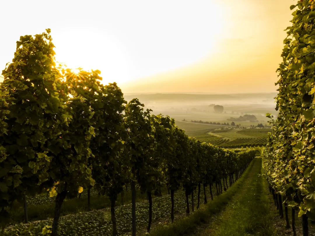 Sonoma County, California: The Region That Certified Sustainability First (Image Credits: Unsplash)