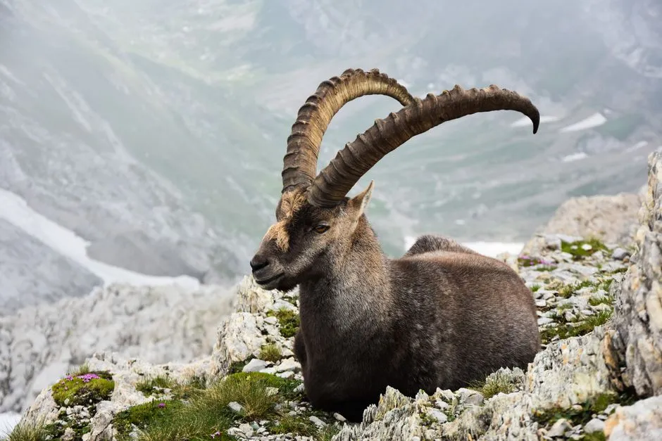 Capricorn: The Itinerary Architect (Image Credits: Pexels)