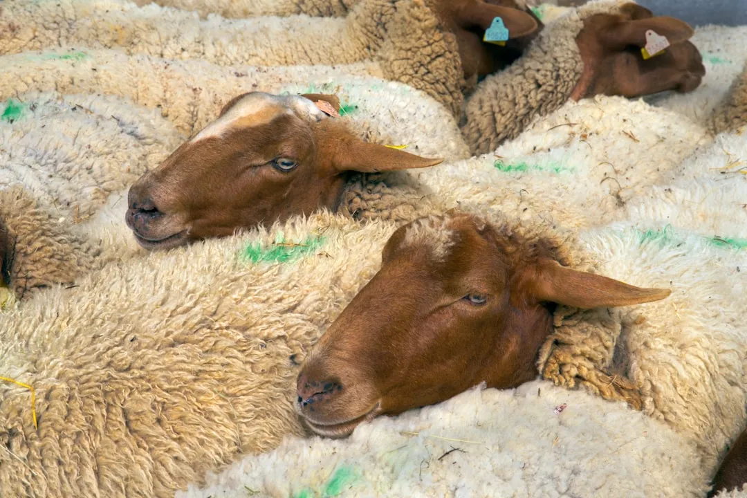 Sheep Shearing and Wool Handling (Image Credits: Unsplash)