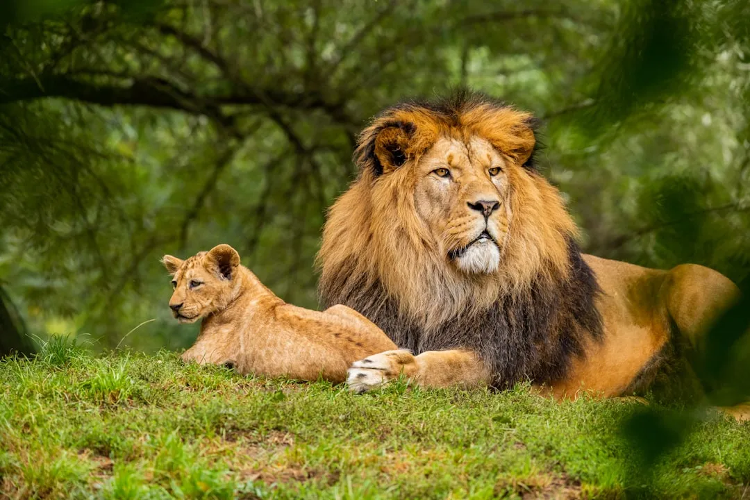 Lions: Crepuscular Kings of the Savanna (Image Credits: Unsplash)