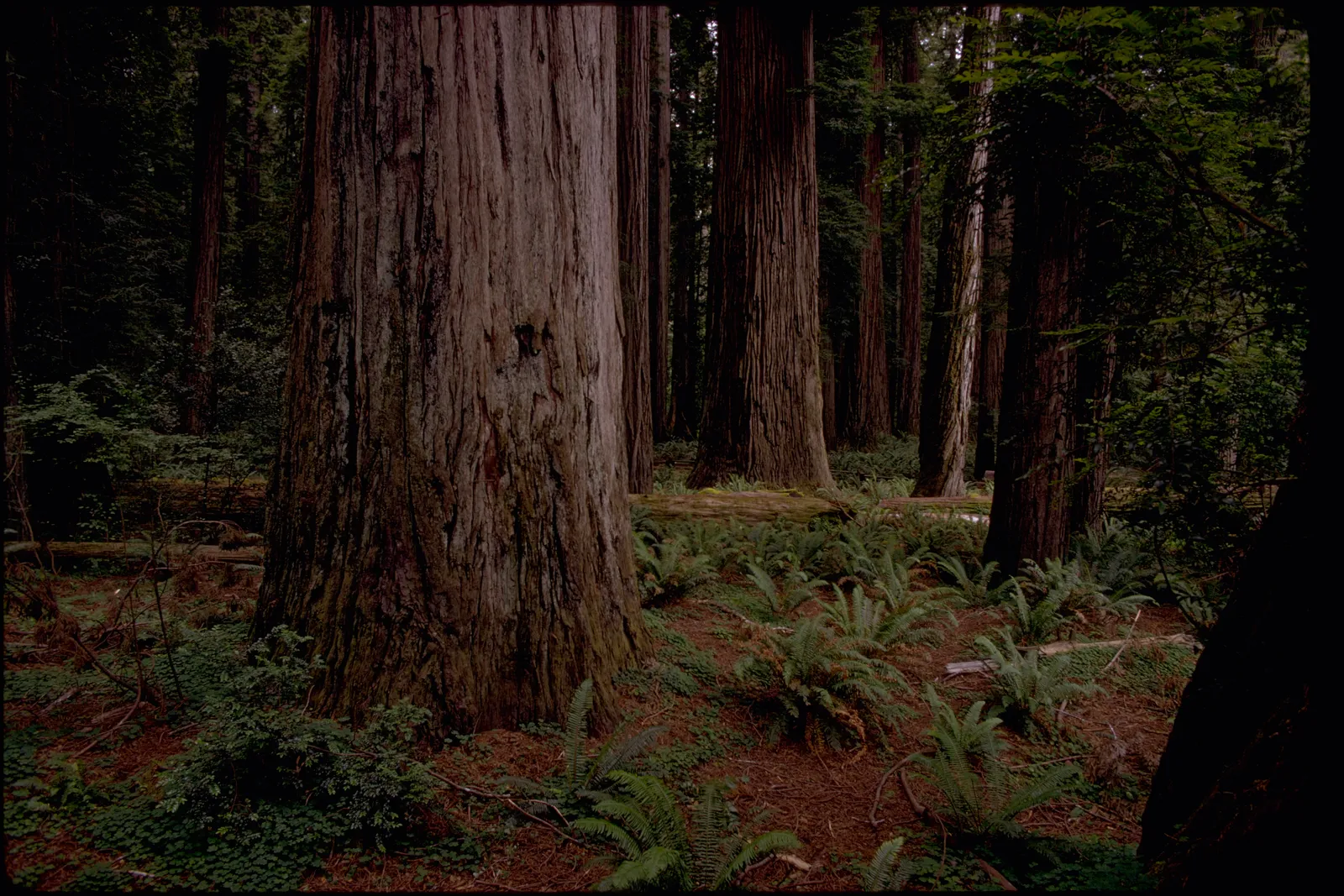 How Old Is This Giant? (By National Park Service Digital Image Archives, Public domain)