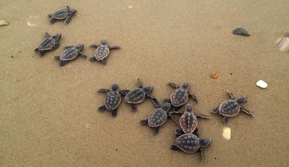 Sea Turtles Nesting on the White Sand (Image Credits: Flickr)