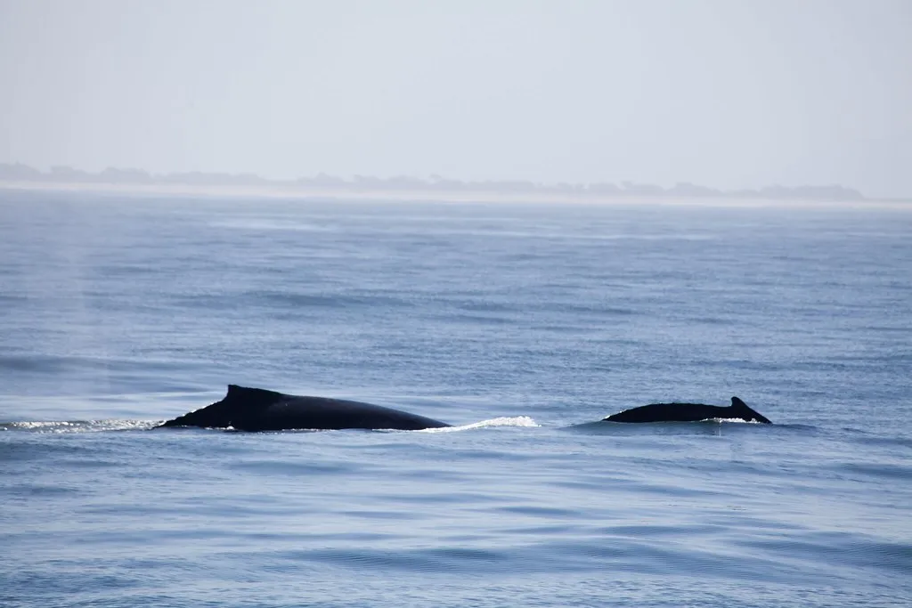What the Sighting Rate Numbers Actually Suggest (eviltomthai, Flickr, CC BY 2.0)