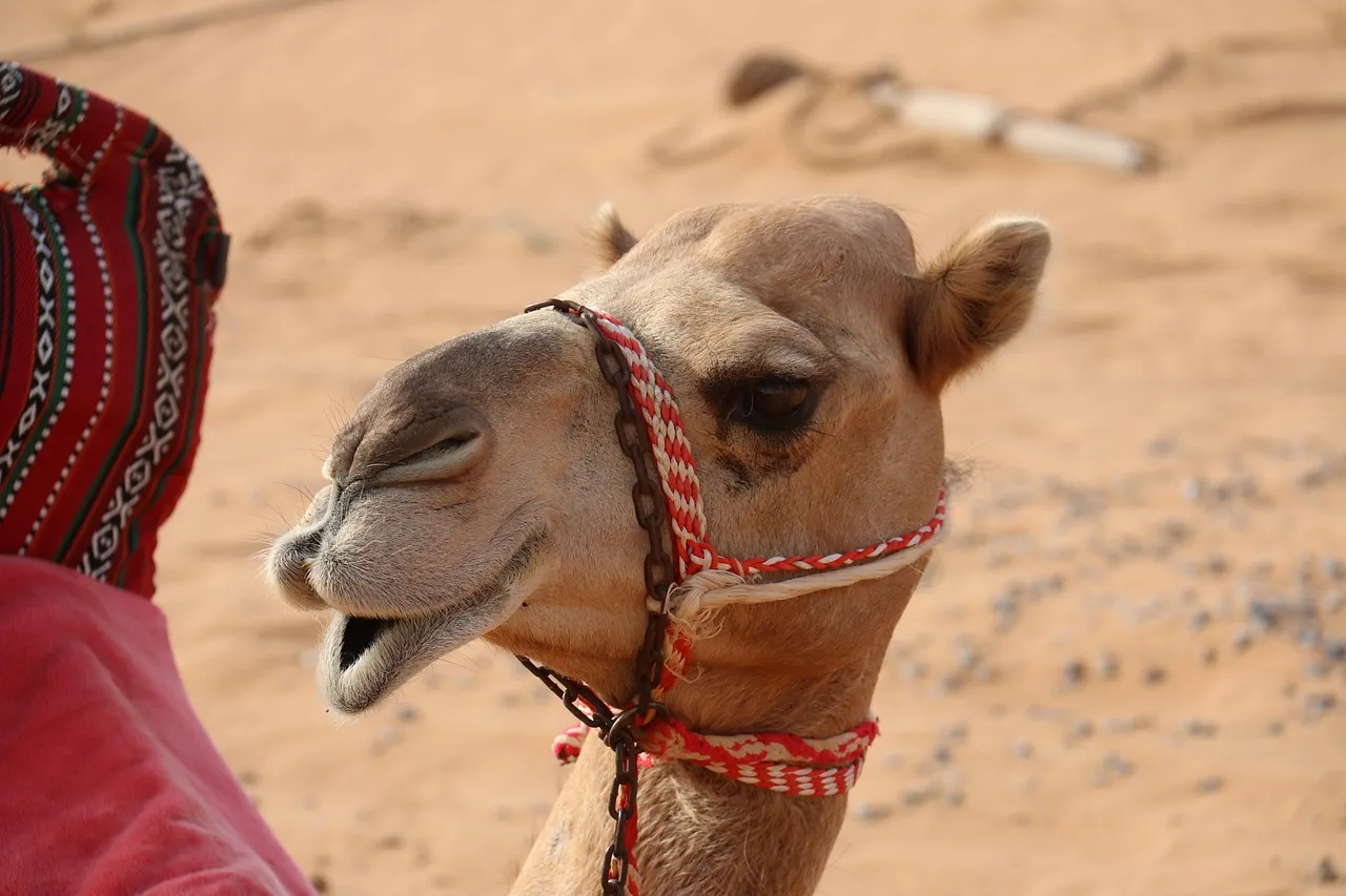 The Takeaway (Image Credits: Pixabay)