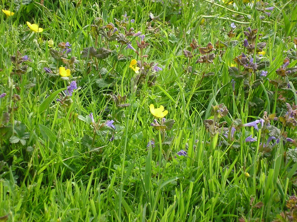 Paradise And The Wildflower Meadows Beyond Ashford (Anna L Martin, Flickr, CC BY 2.0)