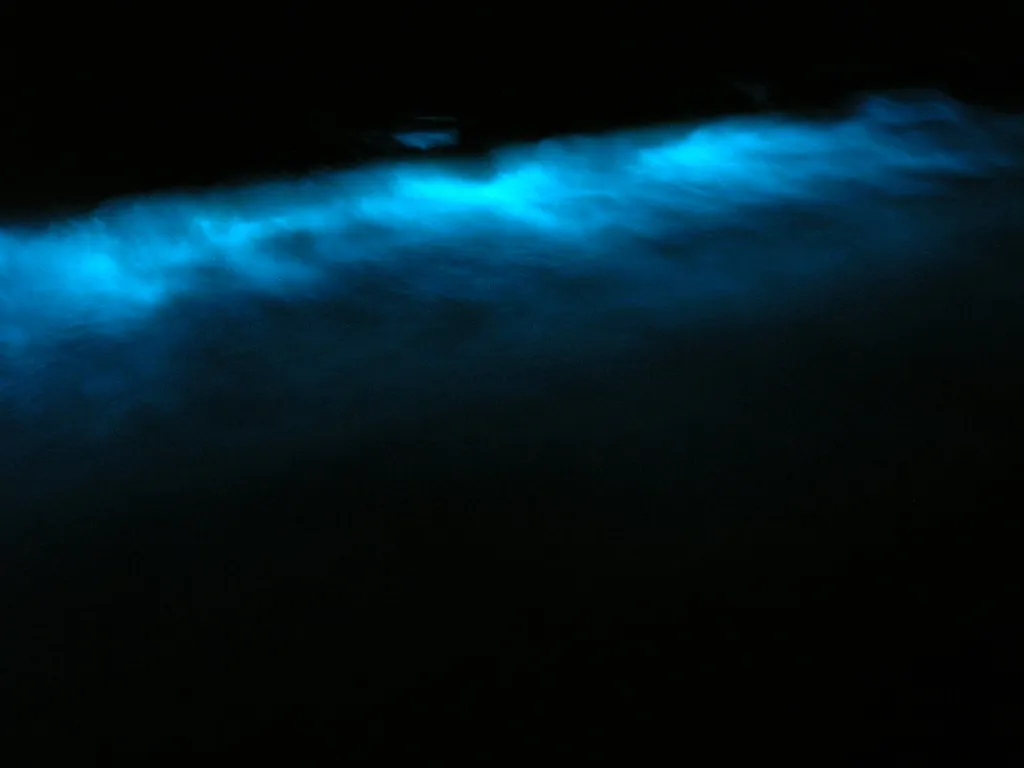 The Tiny Organisms Behind the Glow (Bioluminescence 2, CC BY-SA 2.0)