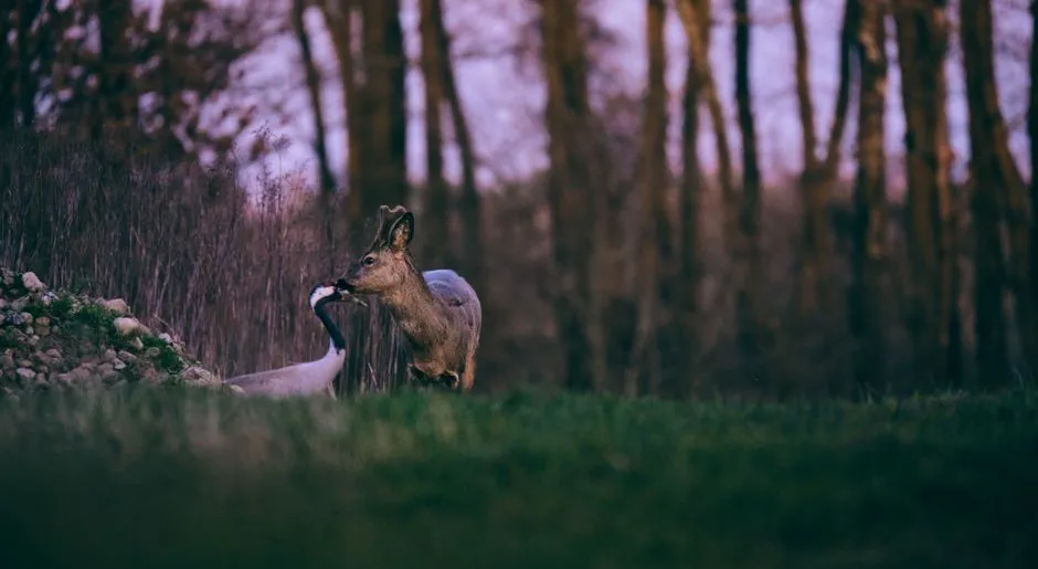 What "Crepuscular" Actually Means for Wildlife Watchers (Image Credits: Pexels)