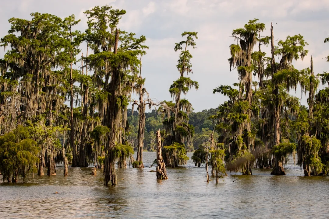 Lake Martin: A Cypress Swamp Unlike Any Other (Image Credits: Unsplash)