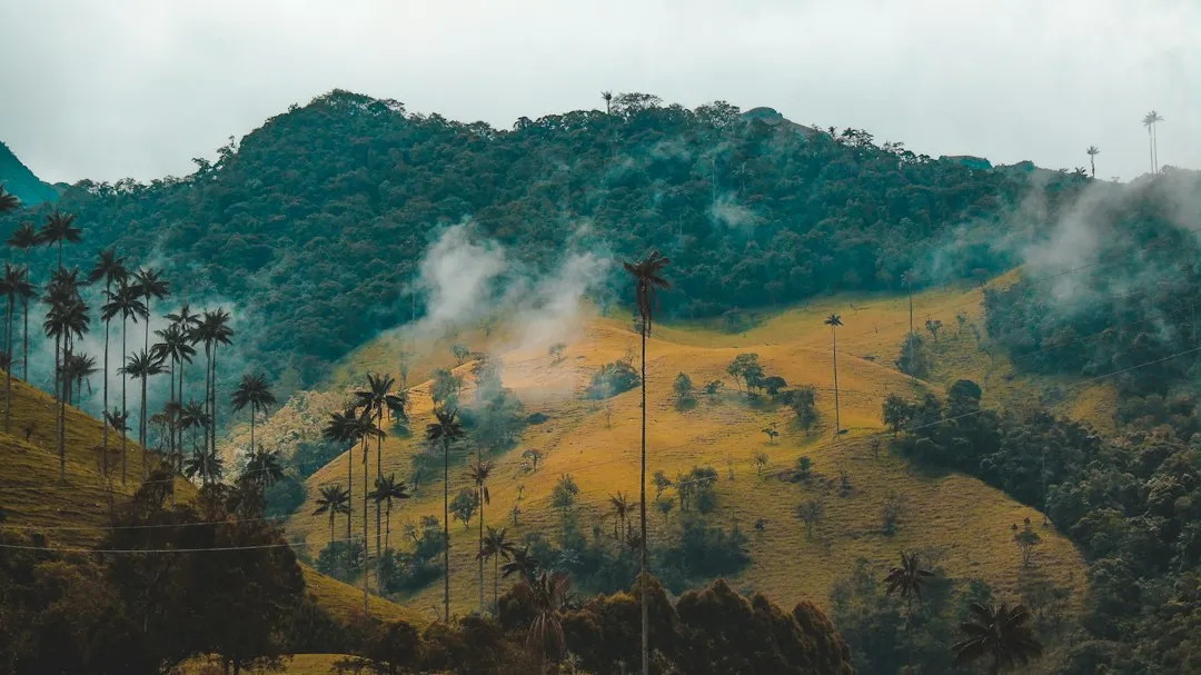 The Coffee, and the Landscape That Produces It (Image Credits: Unsplash)
