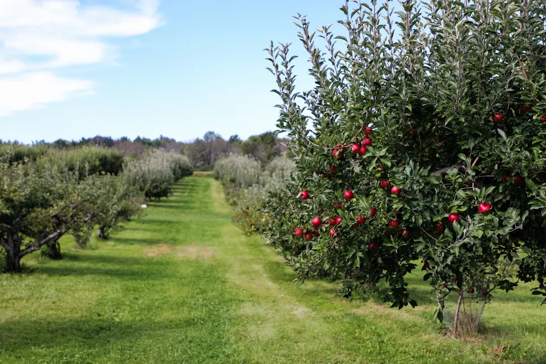 Old Hill Cider and the Showalter Family's Half-Century Orchard (Image Credits: Unsplash)