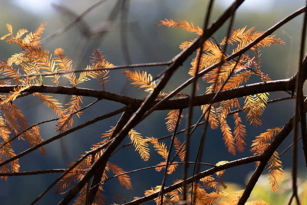 The Cypress Trees That Make It Feel Tropical (atlnature, Flickr, CC BY 2.0)