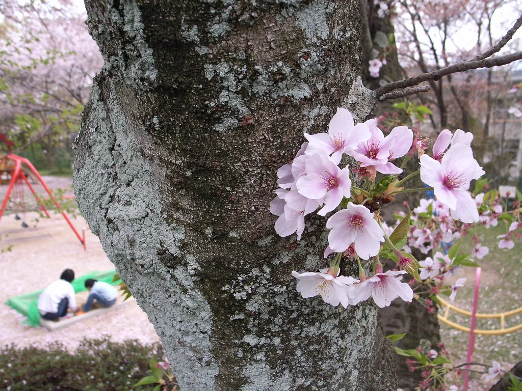 The Midwest and Northeast: A Later, More Gradual Arrival (matsuyuki, Flickr, CC BY-SA 2.0)