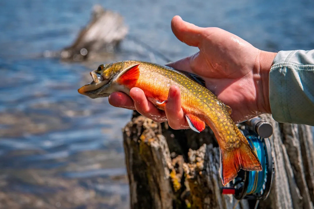 Lakes for Fishing, Paddling, and Pure Quiet (Image Credits: Unsplash)