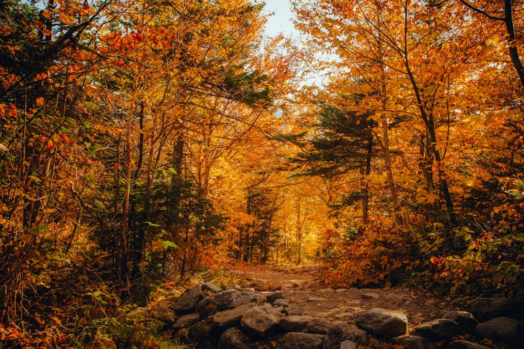 Trails for Every Kind of Hiker (Image Credits: Unsplash)