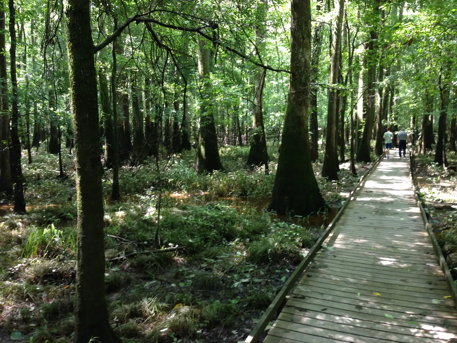 2. Congaree National Park: A Boardwalk Reborn (By Runner1928, CC BY-SA 3.0)