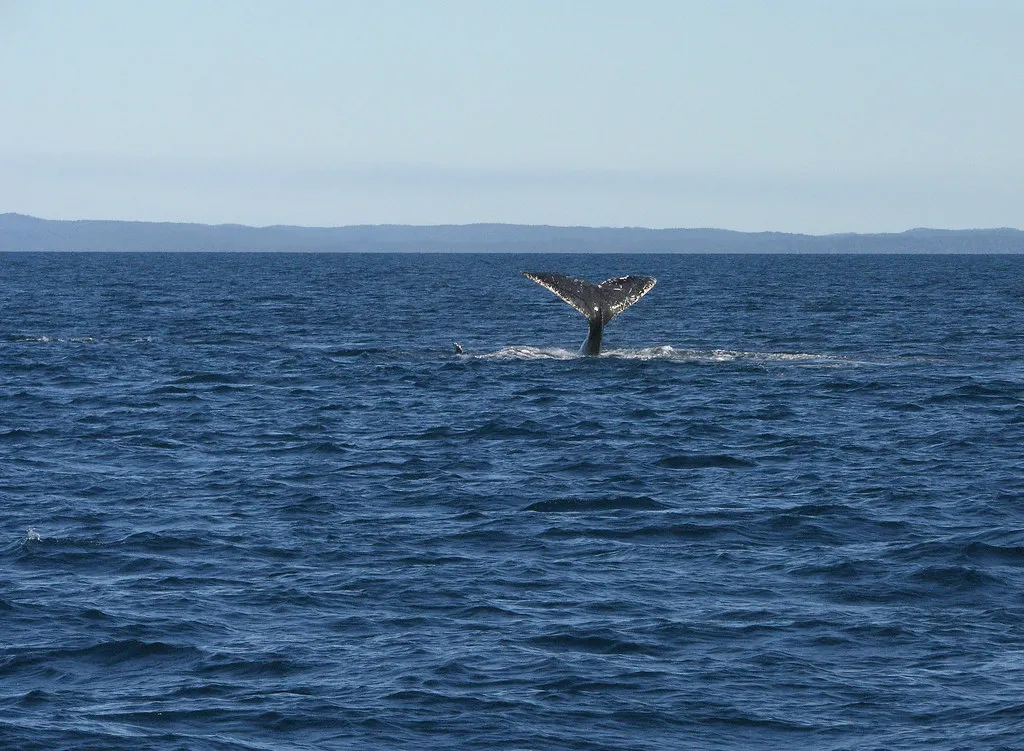 The Takeaway for Every Serious Whale Watcher (bireland92, Flickr, CC BY-SA 2.0)