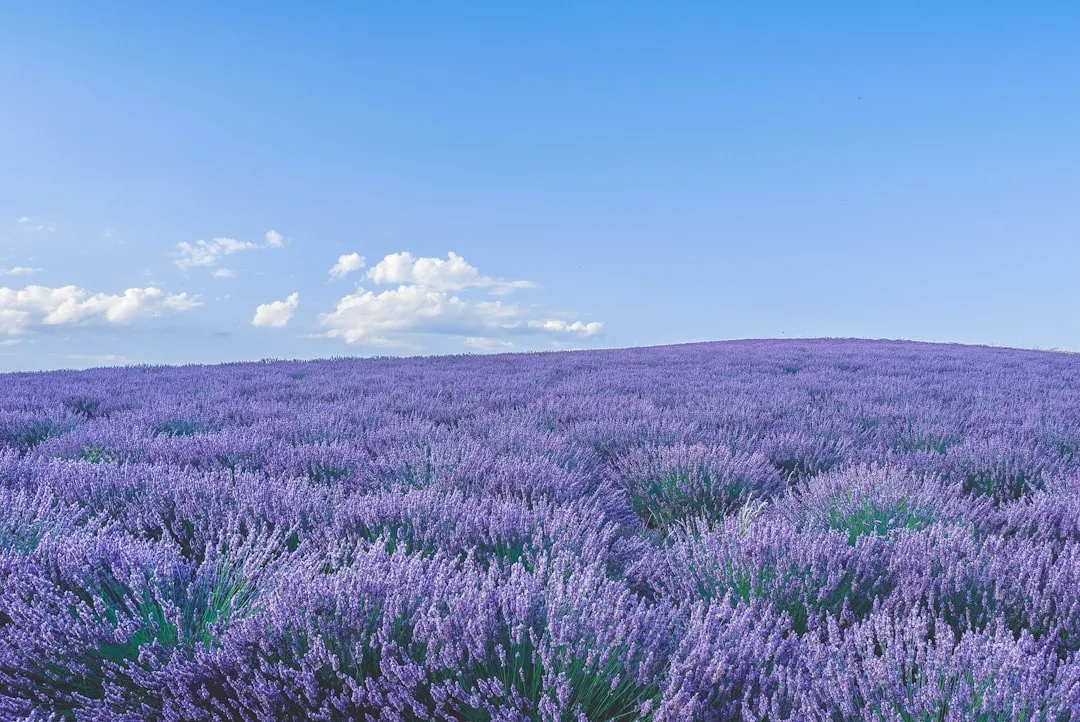 Climate Is Everything (Image Credits: Unsplash)