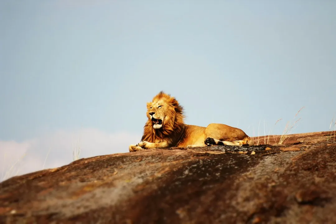 How Aries and Leo Factor In (Image Credits: Unsplash)