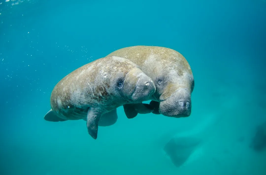 The Ethical Debate Around Swimming With Manatees (Image Credits: Unsplash)