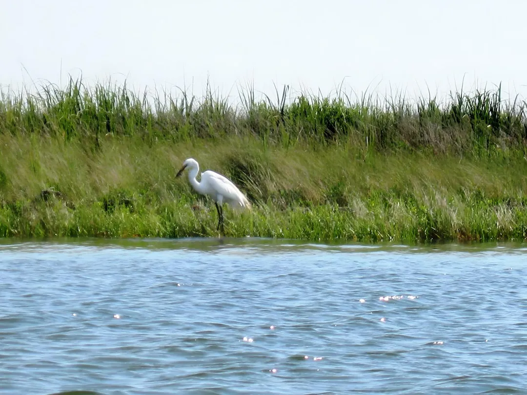 Sapelo Island: Where Science Meets Wild Marshland (Image Credits: Unsplash)