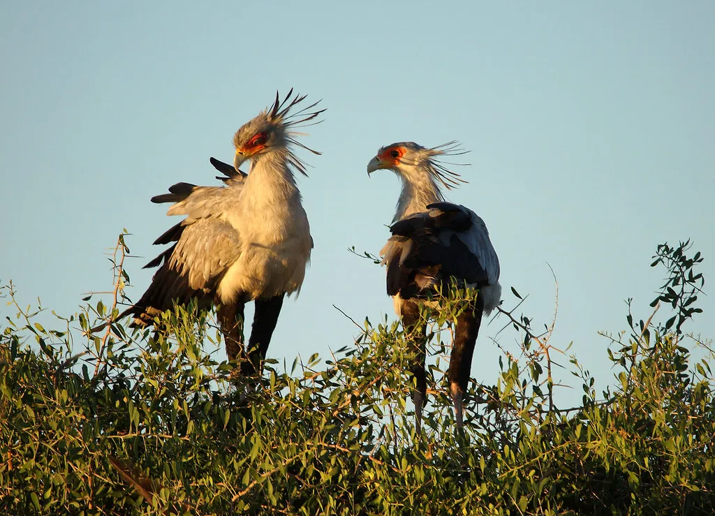 The Charming Part: They're Never Stressed About It (HerryB, Flickr, CC BY-SA 2.0)