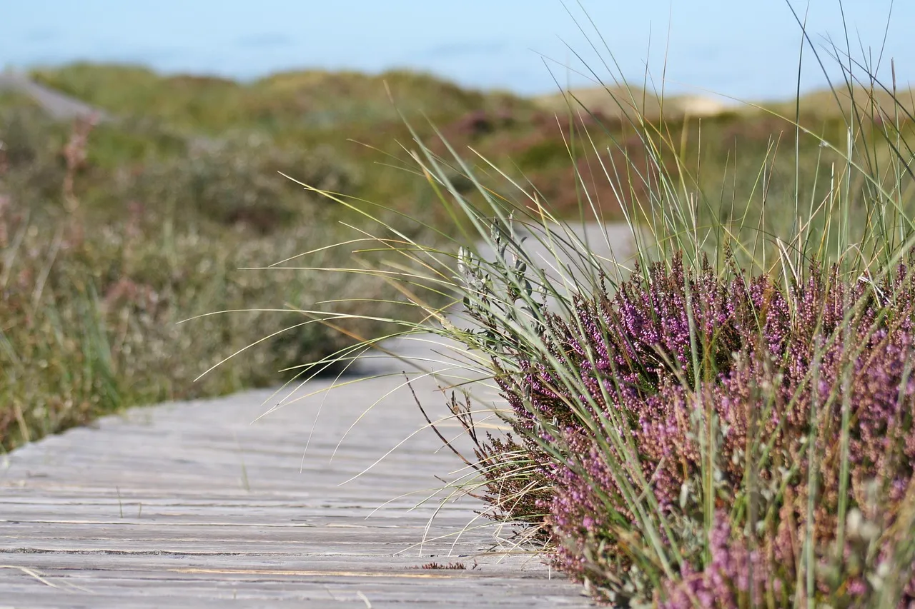 The Accessible Boardwalk and What Awaits at the End (Image Credits: Pixabay)