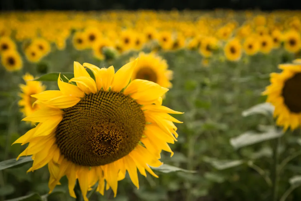 North Dakota: The Nation's Sunflower Capital (Mr Moss, Flickr, CC BY 2.0)