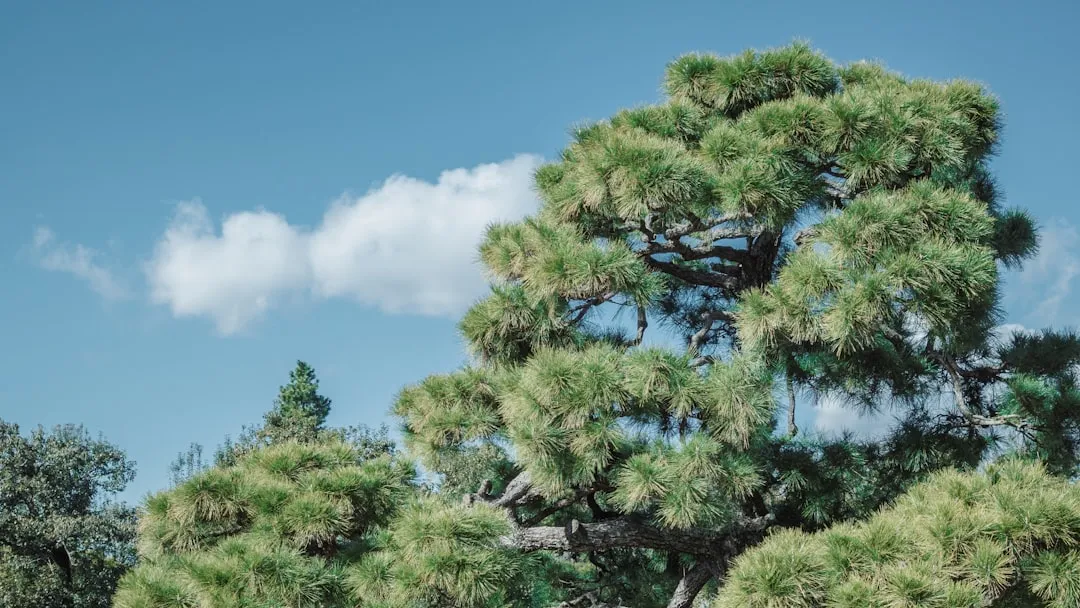 Kyoto Botanical Garden: Open Seasons, Few Crowds (Image Credits: Unsplash)