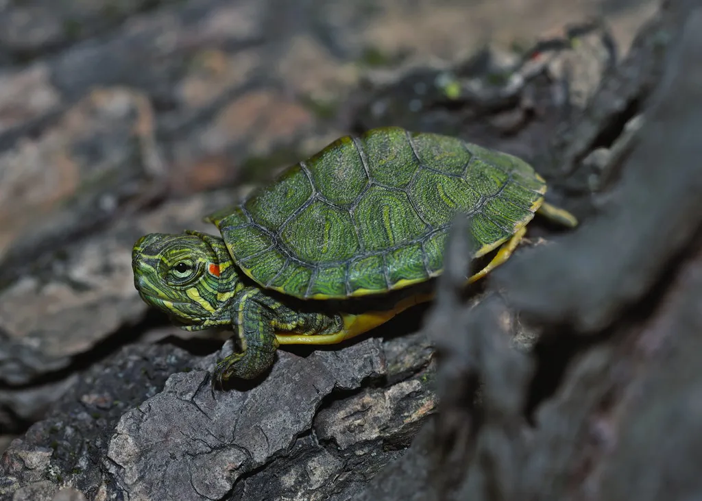 Education as a Core Pillar of Ethical Wildlife Tourism (2ndPeter, Flickr, CC BY 2.0)