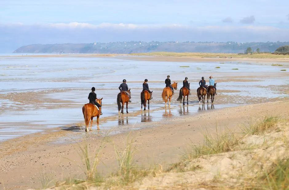 The Science Behind Why Calm Horses Matter for Nervous Riders (Image Credits: Pexels)